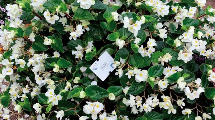 Begonia x hybrida ‘Megawatt’ F1 blanc ©P.Fayolle